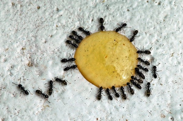 ant-party